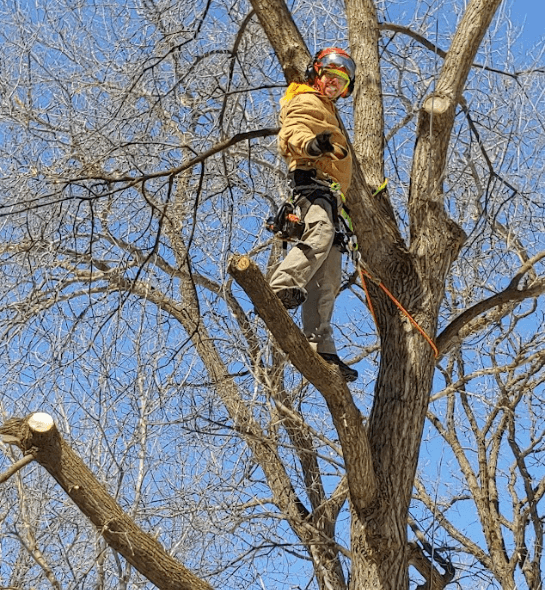 Arborist in tree performing tree service.