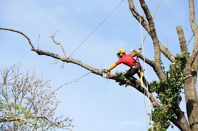 A professional tree service provider pruning a dead limb.