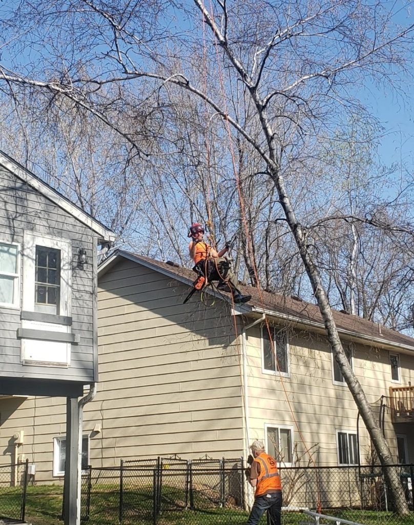 Professional tree trimming of a tree in white bear lake.