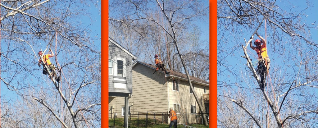 Examples of Bold North Arborists performing advanced tree services like tree trimming and tree pruning.